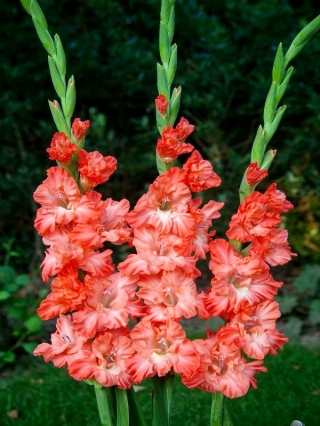 Ted's Frizzle gladiolus - 5 kpl