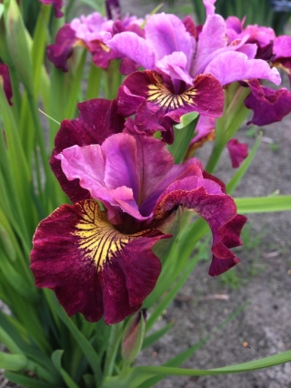 Miss Apple Siberian iris; Siberian flag
