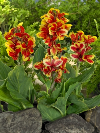 Queen Charlotte canna lily