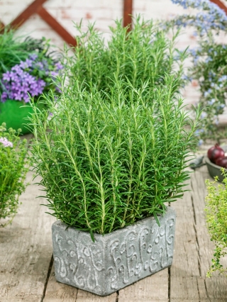 Rosemary seeds - Rosmarinus officinalis - 80 seeds