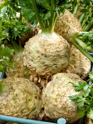 Celeriac, Celery root "Talar" - 900 seeds