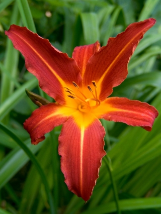 Daylily "Autumn Red" - 
