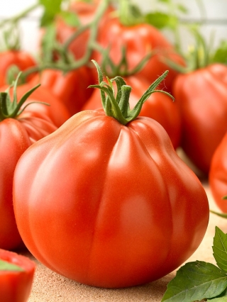Tomate 'Or Pera d'Abruzzo' - Freilandtomate, die birnenförmige, große, fleischige Früchte produziert