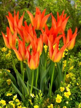Tulipa Lilyfire - pacote XXXL 250 unid.