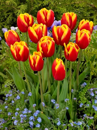 Dow Jones tulipan - XL pakke - 50 stk.