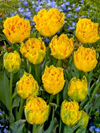 Mon Amour tulipan - 5 stk