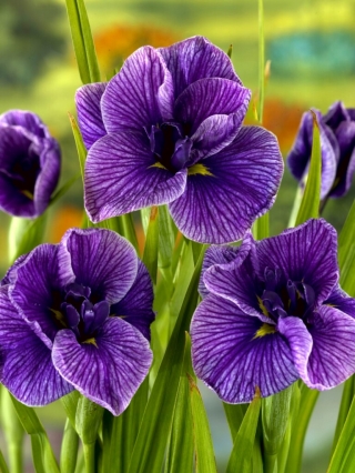 Gefranjerde iris, shaga - Katy Mendez - 