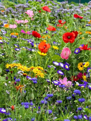 Flowery niitty - valikoima yli 40 lajin niitty kukkivat kasvit - 100 grammaa - siemenet