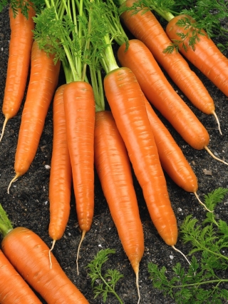 Carrot "First Harvest" - early variety - 50 g of seeds - 42500 seeds