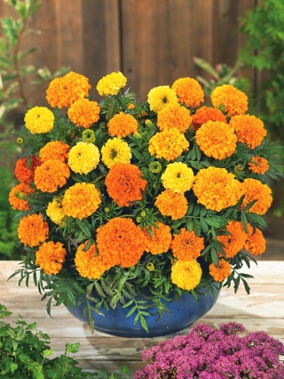 Meksički neven velikog cvijeća "Mona" - mješavina sorti; Aztec marigold - 