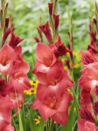 Gladiolus - Gladiolus 'Indian Summer' - stor pakke - 50 stk