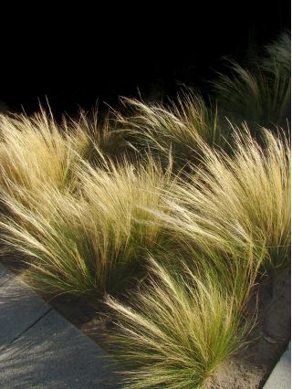 Meksiko Feather Grass Pony Tails biji - Stipa tenuissima - 100 biji