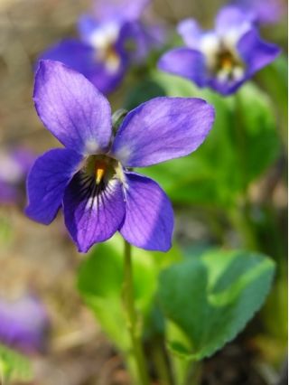 Γλυκό μωβ, Αγγλικά Βιολέτες - Viola odorata - 120 σπόροι