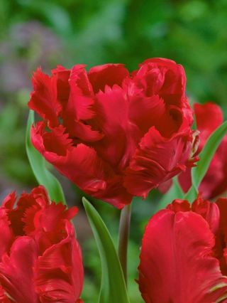 Tulpės Erna Lindgreen - pakuotėje yra 5 vnt - Tulipa Erna Lindgreen