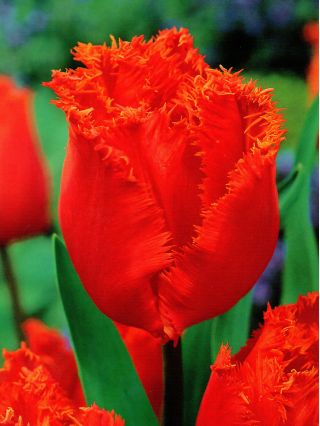 Tulipa Noranda  - 郁金香Noranda  -  5个洋葱