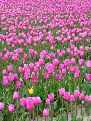 郁金香粉红钻石 - 郁金香粉红钻石 -  5个洋葱 - Tulipa Pink Diamond