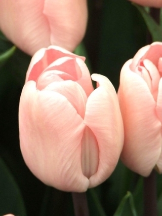 Tulipa Douglas Baader - paquete de 5 piezas