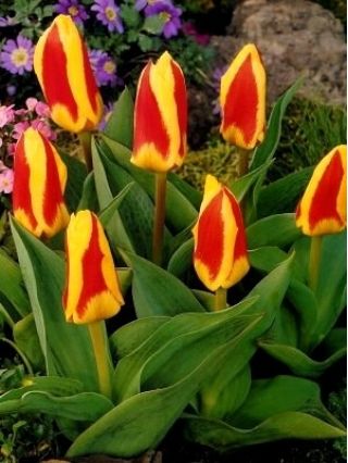 Tulipa Gluck - Tulip Gluck - 5 lukovica