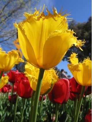 Tulipa Hamilton - Tulip Hamilton - 5 kvetinové cibule