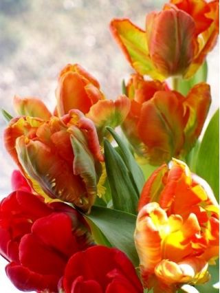 Tulpės Orange Favourite - pakuotėje yra 5 vnt - Tulipa Orange Favourite