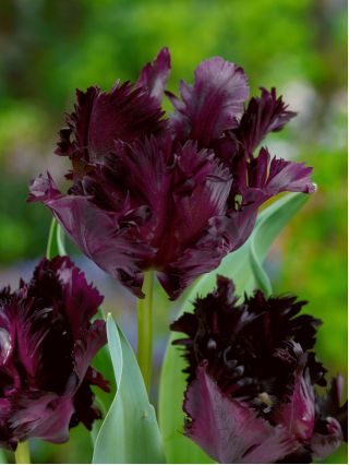 تيوليب الببغاء الأسود - تيوليب الببغاء الأسود - 5 البصلة - Tulipa Black Parrot