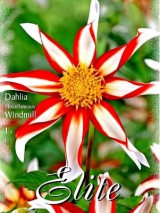 Daalia - Windmill - Dahlia