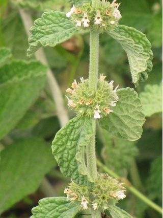 Biele semená chrobákov - Marrubium vulgare - 100 semien