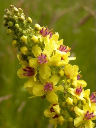 Trvalka Mullein smíšená semena - Verbascum sp. - 700 semen