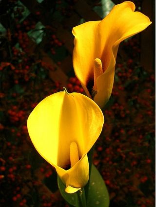 Zantedeschia, Calla Lily Yellow - củ / củ / rễ
