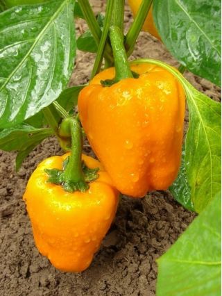 Biji Lada Sweet Etiuda - Capsicum annuum - 75 biji - Capsicum L. - benih