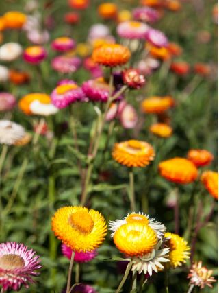 ดอกไม้รวมเมล็ดพันธุ์คู่แคระคู่ตลอดกาล - 600 เมล็ด - Helichrysum Arenarium
