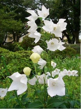 गुब्बारा फूल फ़ूजी सफेद बीज - प्लैटाइकोडोन ग्रैंडिफ्लोरस - 110 बीज - 