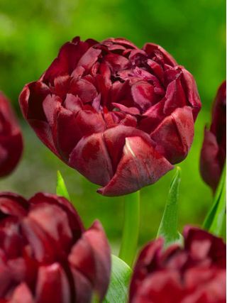 Tulipa Uncle Tom - Τουλίπα θείος Tom - 5 βολβοί
