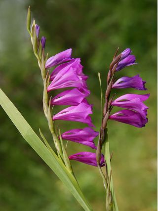 Гладиолус Бизантинус - 10 луковица - Gladiolus 