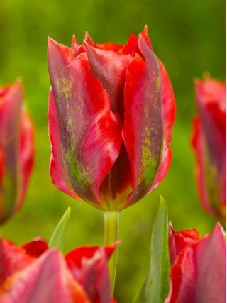 Tulipa Hollywood - Tulipán Hollywood - 5 květinové cibule