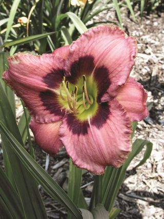 Daylily Always Afternoon - 