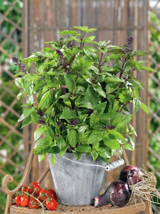 Cinnamon Basil seeds - Ocimum basilicum - 325 seeds