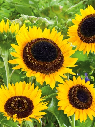 Sonnenblume "Taiyo" - Ziersorte für Schnittblumen - 
