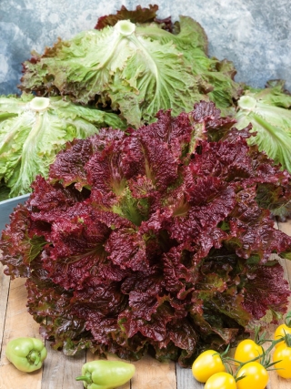 Lettuce daun merah "Rosela" - Lactuca sativa var. foliosa  - benih