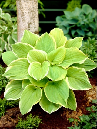 Fragrant Bouquet hosta, plantain lily - a fragrant variety