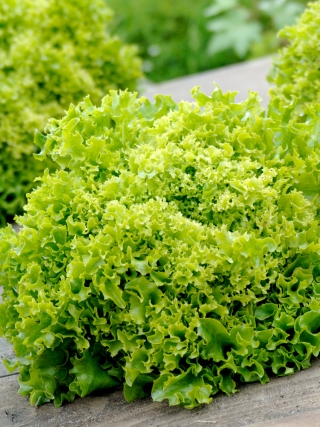Lirice Batavia-Salat - eine frühe Feldsorte - professionelles Saatgut für jedermann - 