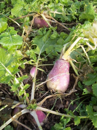 "Polybra" fodder turnip - 100 g