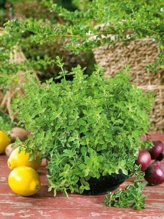 بذور الأوريجانو اليونانية - بذور الأوريجانوم - 750 بذرة - Origanum vulgare subsp. Hirtum - ابذرة