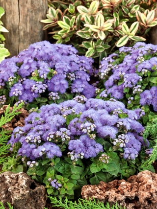 Flossflower, bluemink, blueweed, kedi ayağı, Meksika boya fırçası - mavi çeşit - 3750 tohumlar - Ageratum houstonianum