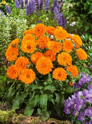 Ringblomst med orange blomsterkrukke; ruddles, almindelig morgenfrue, skotsk morgenfrue - 