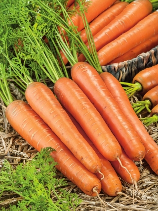 Ceppi rossi lunghi di carota - varietà tardiva - 