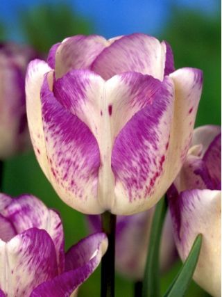 Tulpės Shirley - pakuotėje yra 5 vnt - Tulipa Shirley