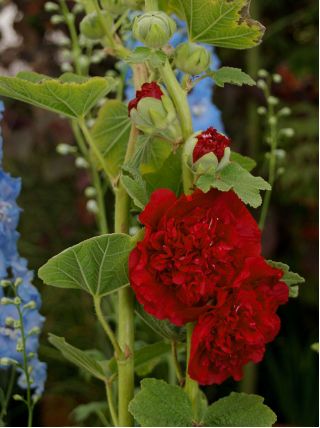 Merah Hollyhock umum - 50 biji - Althaea rosea