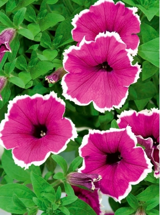 Taman petunia "Illusion (Illusion)" - pink - Petunia hyb. multiflora nana - biji