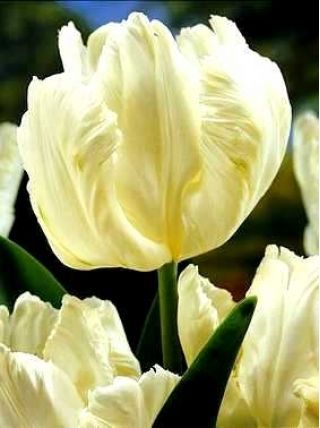 Tulipa White Parrot - pacote de 5 peças